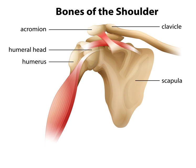 Bones Of The Shoulder Jointspecialists Org
